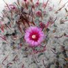 Mammillaria_bombycina_2